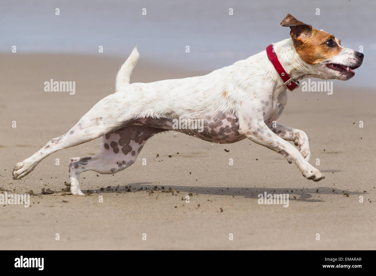 Happy Dog Run At Full Sped On The Beach Stock Photo