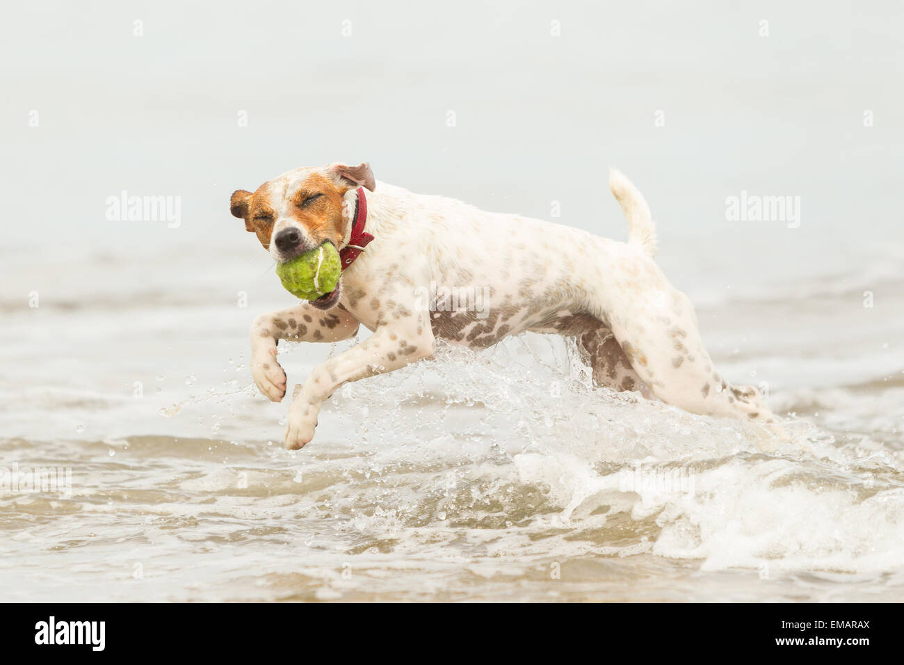 Happy Dog Run On The Beach With His Favorite Toy Stock Photo