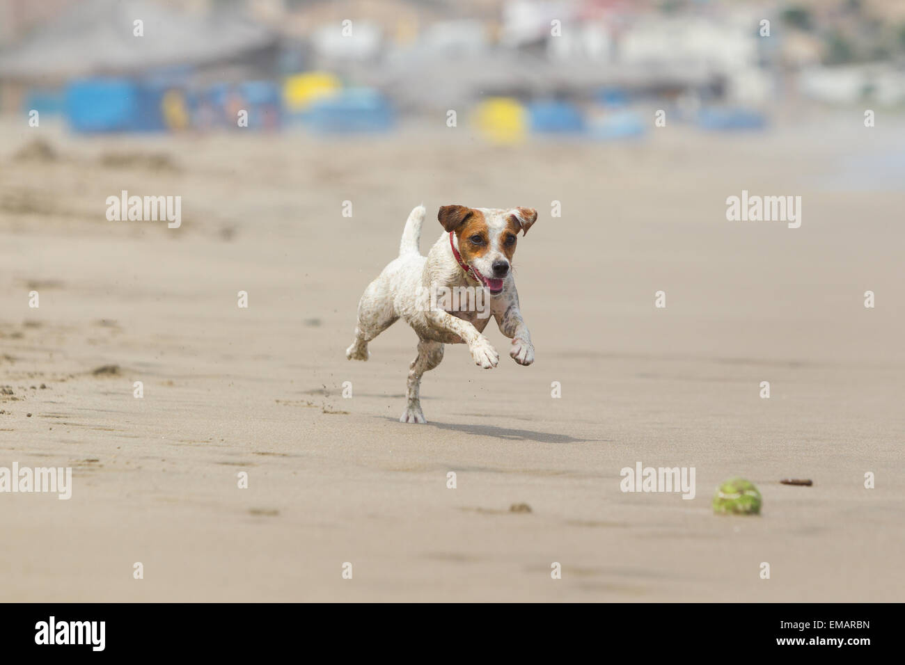 Happy Dog Run On The Beach With His Favorite Toy Stock Photo
