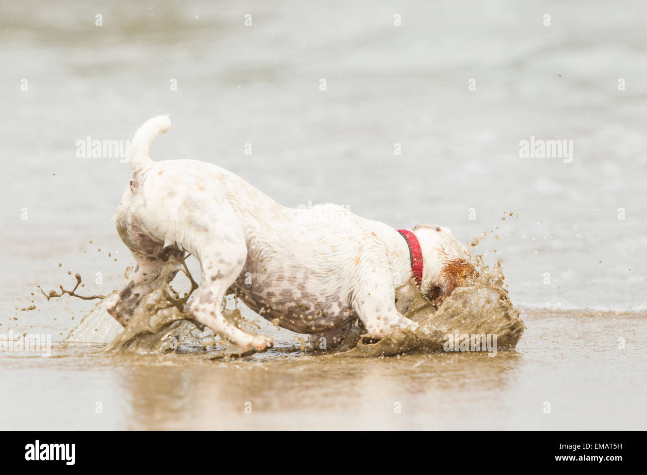 Jack Russell terrier stopping on the ball, high speed action shot Stock Photo