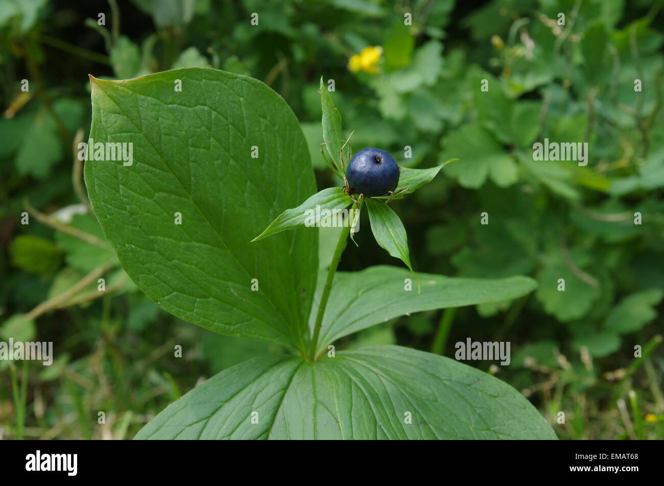 paris quadrifolia wild plant with berry Stock Photo