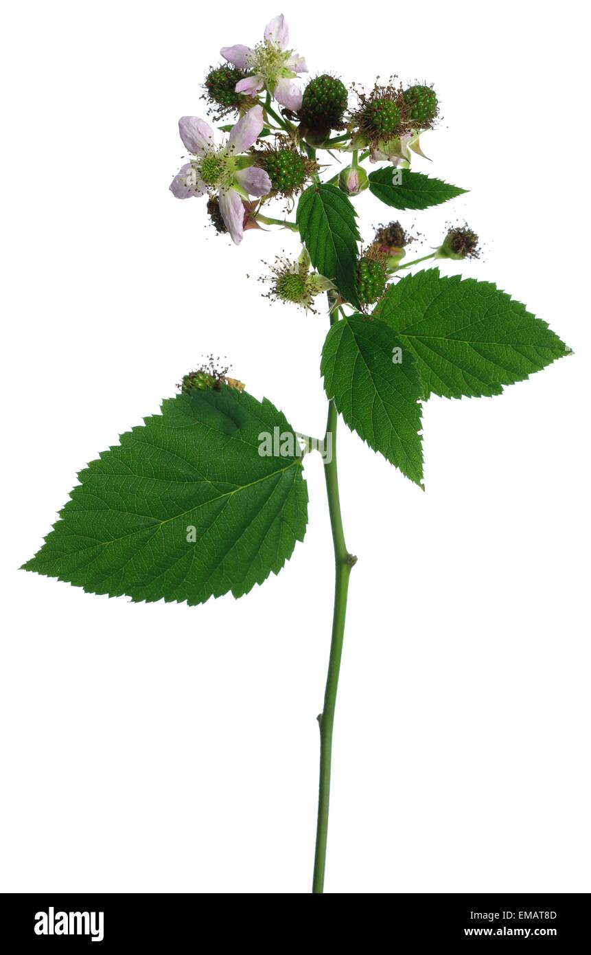 blackberry flower and leaf on white background Stock Photo Alamy