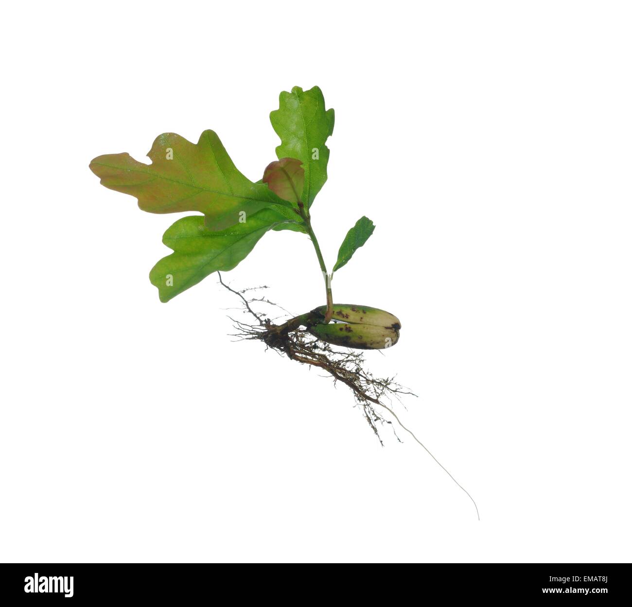 small oak with roots and leaf on white background Stock Photo