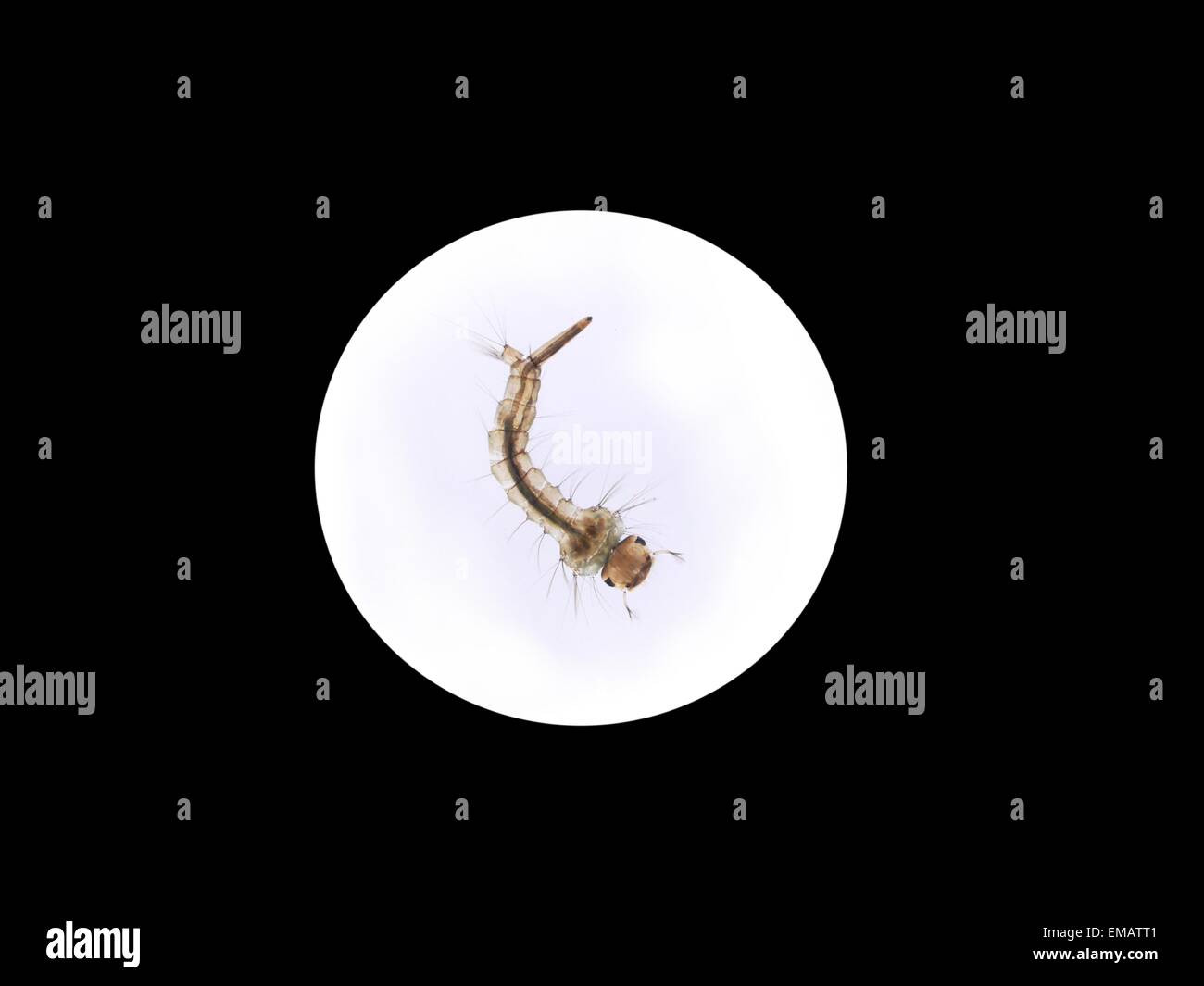 mosquito's larva in water on white background Stock Photo