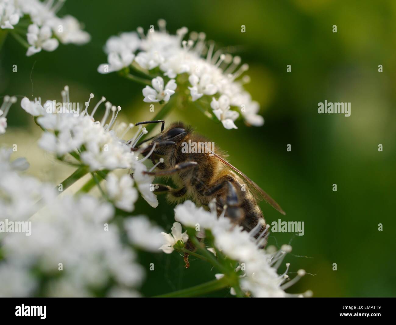 macro bee on white flower Stock Photo