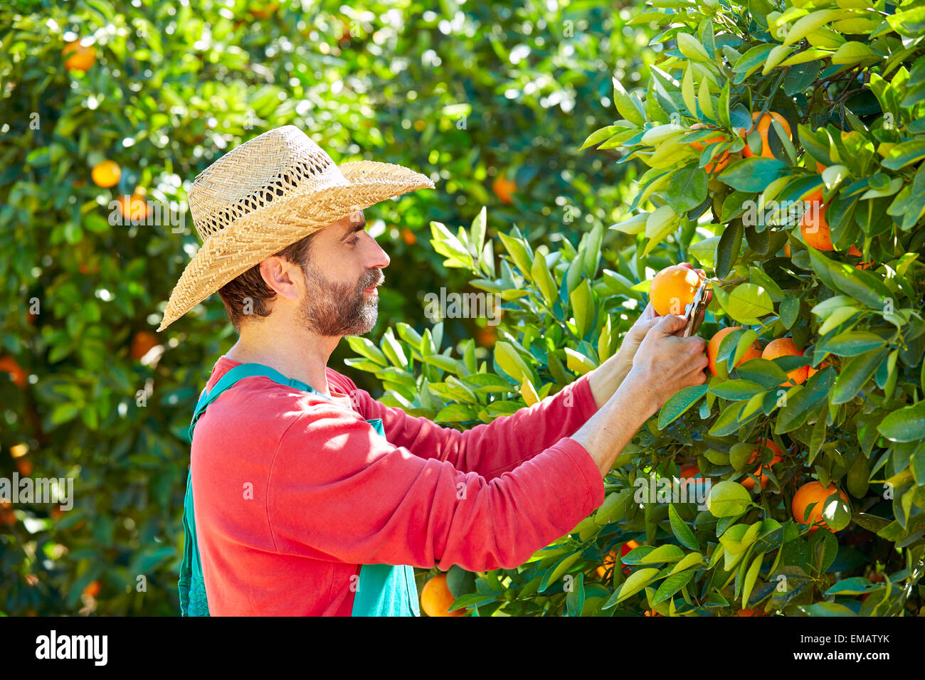 Harvesting oranges hires stock photography and images Alamy