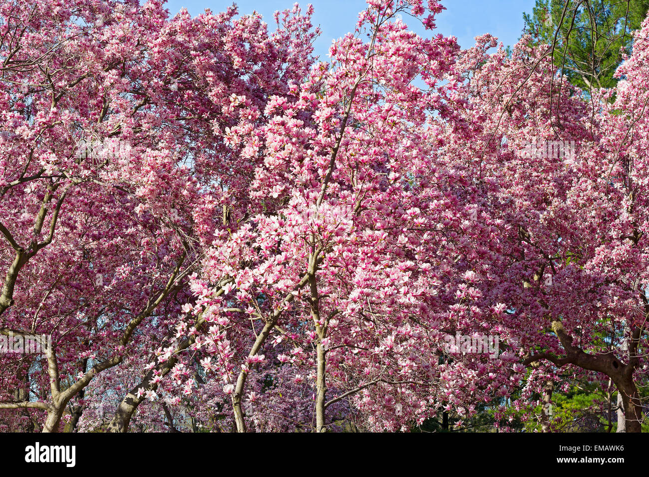 Blossoming dogwood trees near National Mall in Washington DC Stock Photo Alamy