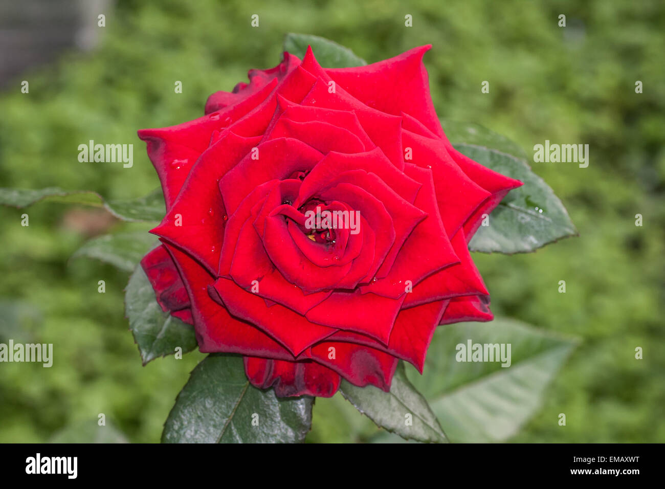 Red Rose on the Branch in Garden Stock Photo