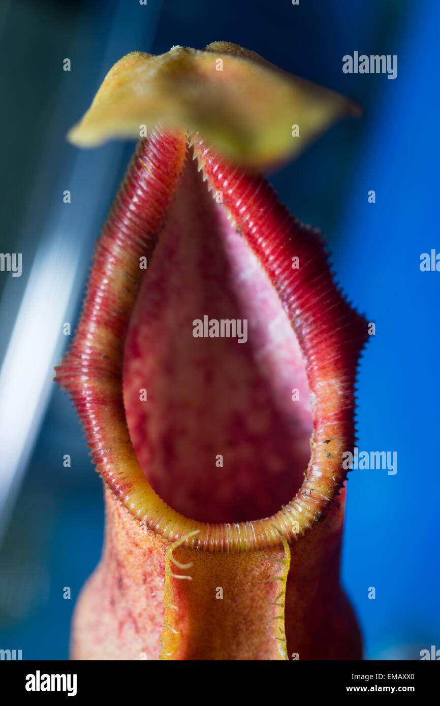 pitcher bog plant carnivorous insect eater Stock Photo