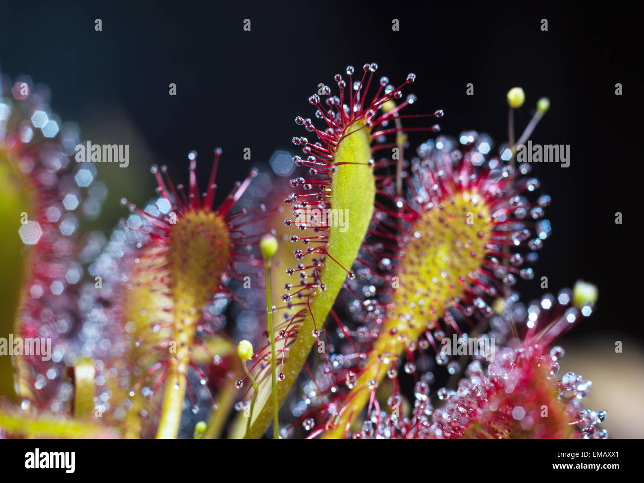 sundew carnivorous plant droplets of goo Stock Photo