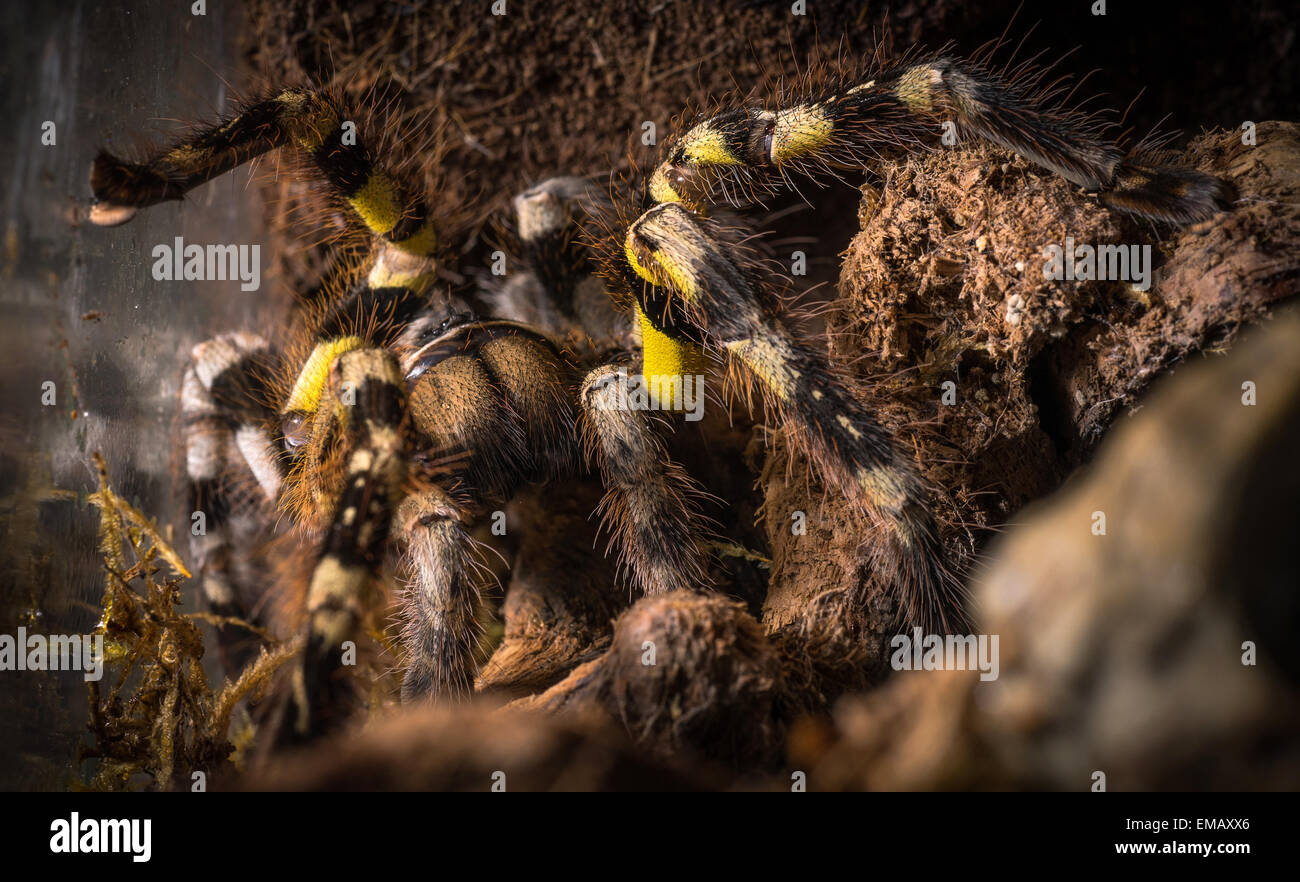 indian ornamental tarantula spider macro Stock Photo