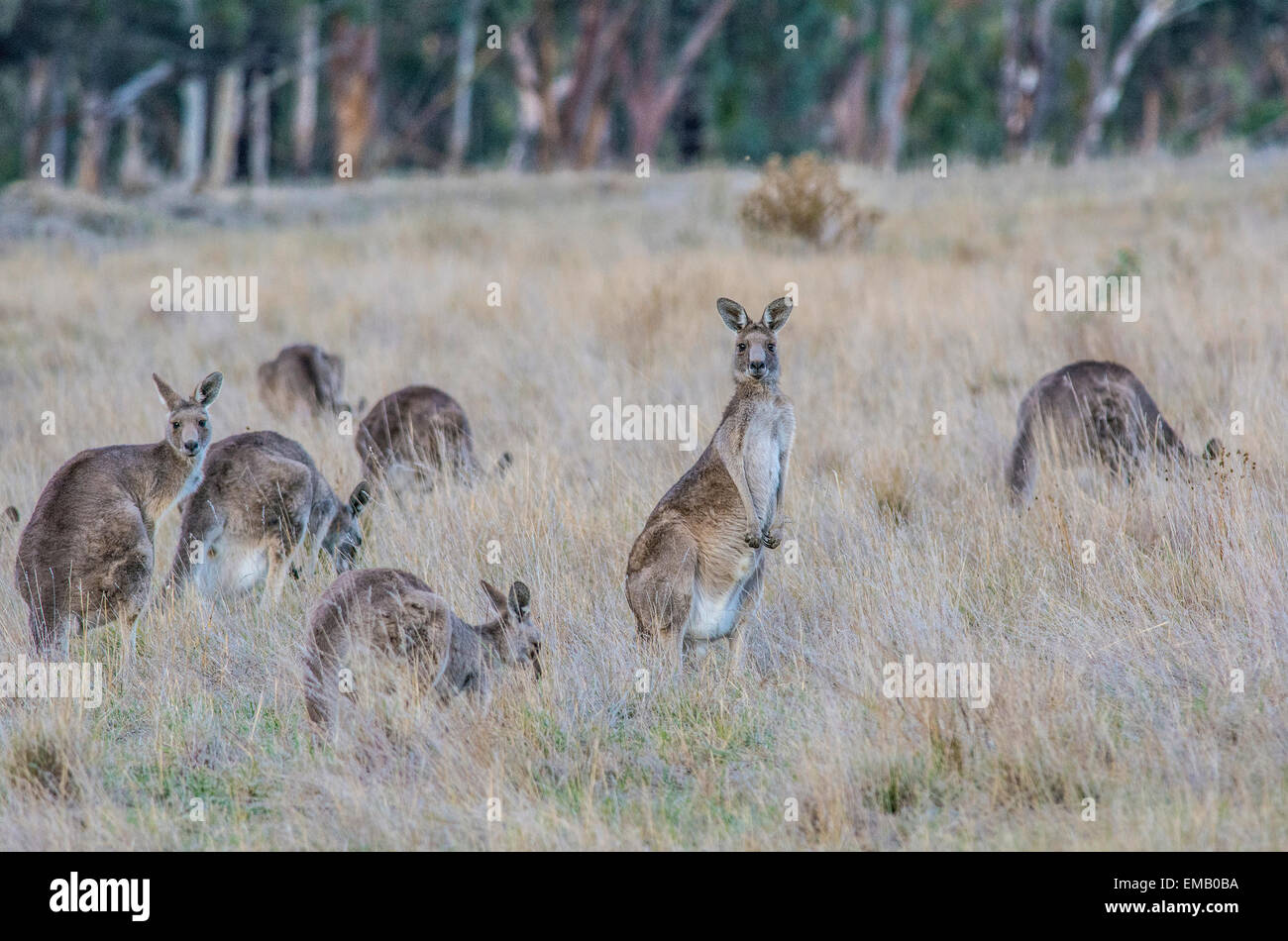 Eastern Grey Kangaroo Stock Photo