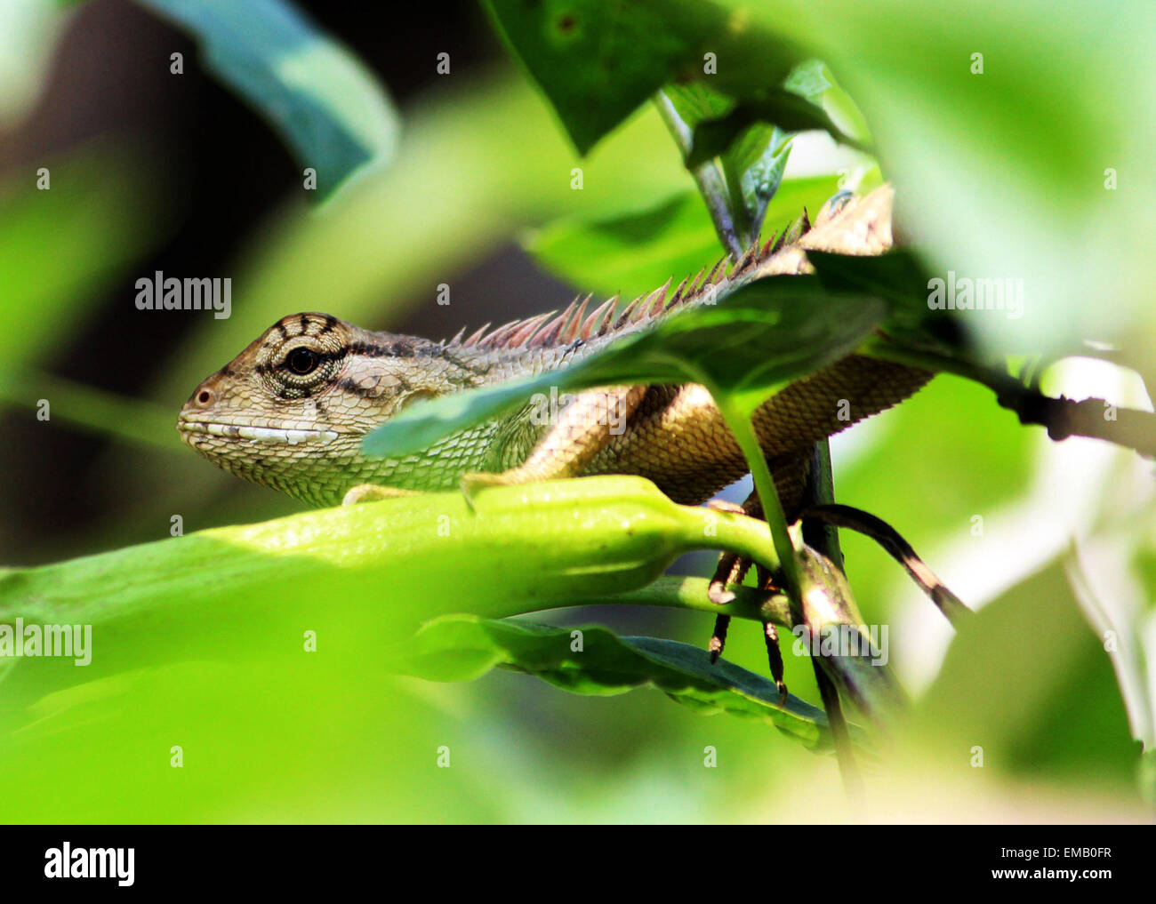 April Lizard Sivasagar, Assam, India. 19th Apr, 2015. An Oriental Garden Lizard at a ...