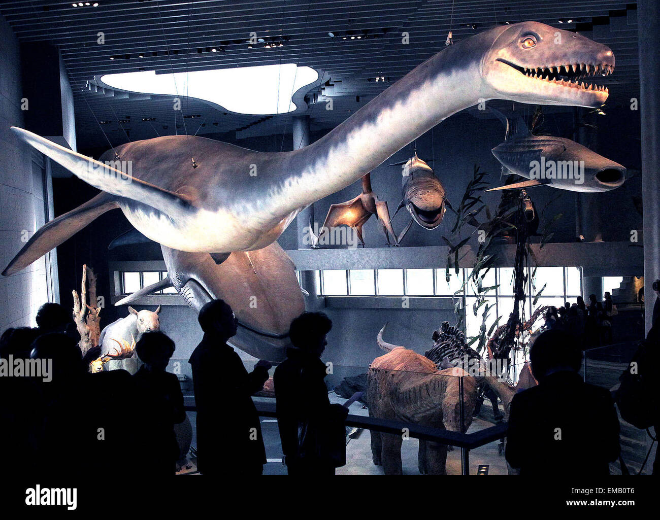 Shanghai. 19th Apr, 2015. People visit the Shanghai Natural History Museum during its preview in east China's Shanghai on April 17, 2015. The museum, newly opened on April 19, 2015, has a collection of near 290,000 samples, including a complete specimen of a 140-million-year-old dinosaur skeleton of Mamenchisaurus. There are also rare specimens which cannot be found elsewhere outside China, such as Yellow River mammoth, giant salamander, giant panda, and Yangtze Alligator. © Chen Fei/Xinhua/Alamy Live News Stock Photo