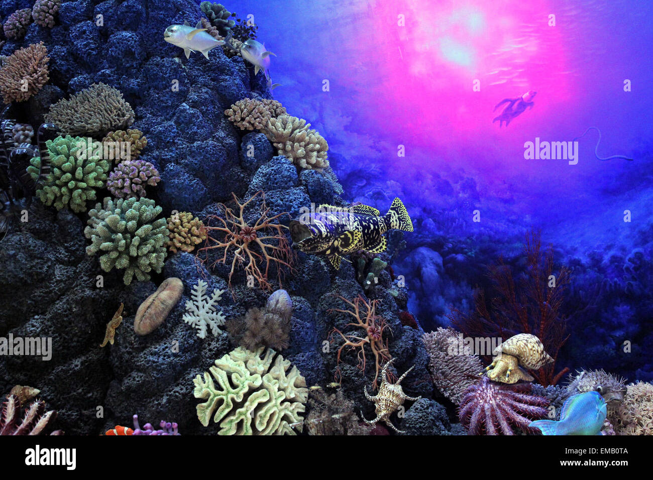 Shanghai. 19th Apr, 2015. Specimens of sea creatures are on display at Shanghai Natural History Museum in east China's Shanghai, April 17, 2015. The museum, newly opened on April 19, 2015, has a collection of near 290,000 samples, including a complete specimen of a 140-million-year-old dinosaur skeleton of Mamenchisaurus. There are also rare specimens which cannot be found elsewhere outside China, such as Yellow River mammoth, giant salamander, giant panda, and Yangtze Alligator. © Chen Fei/Xinhua/Alamy Live News Stock Photo