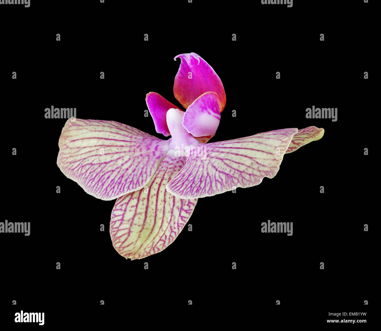 pink orchid flower isolated on black Stock Photo - Alamy