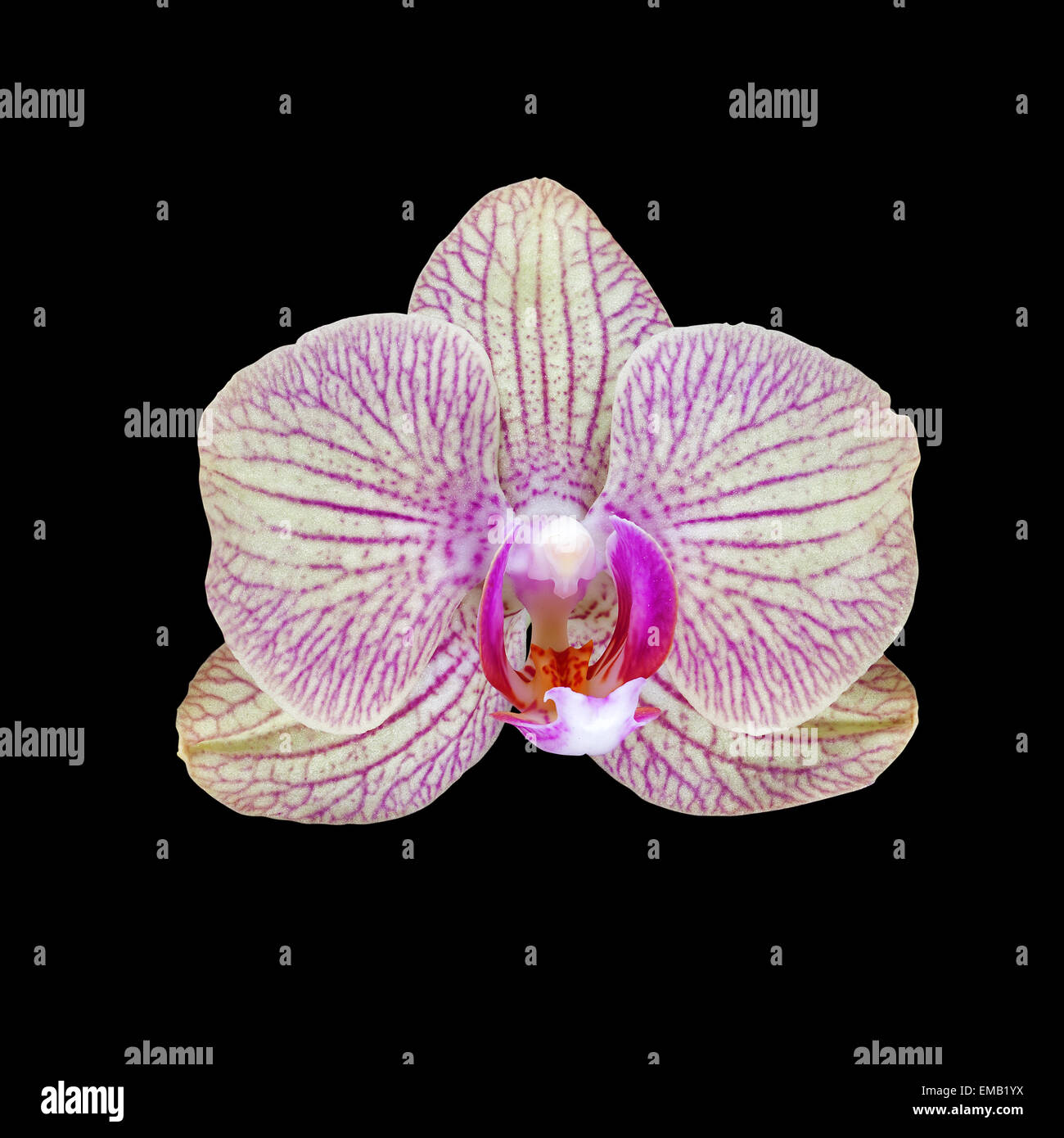 pink orchid flower isolated on black Stock Photo - Alamy