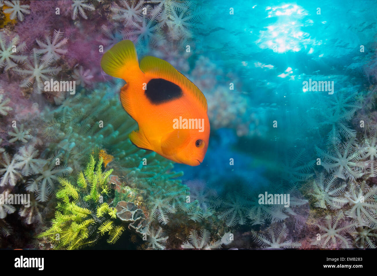 Montage of Red saddleback anemonefish Stock Photo