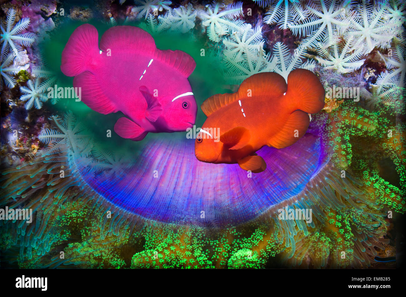 Montage of Spinecheek anemone fish with anemone and corals Stock Photo