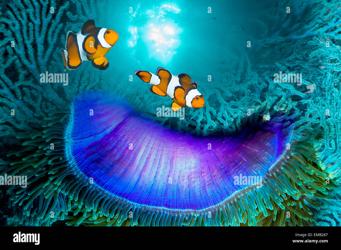 Montage of Clown anemonefish with corals. Stock Photo