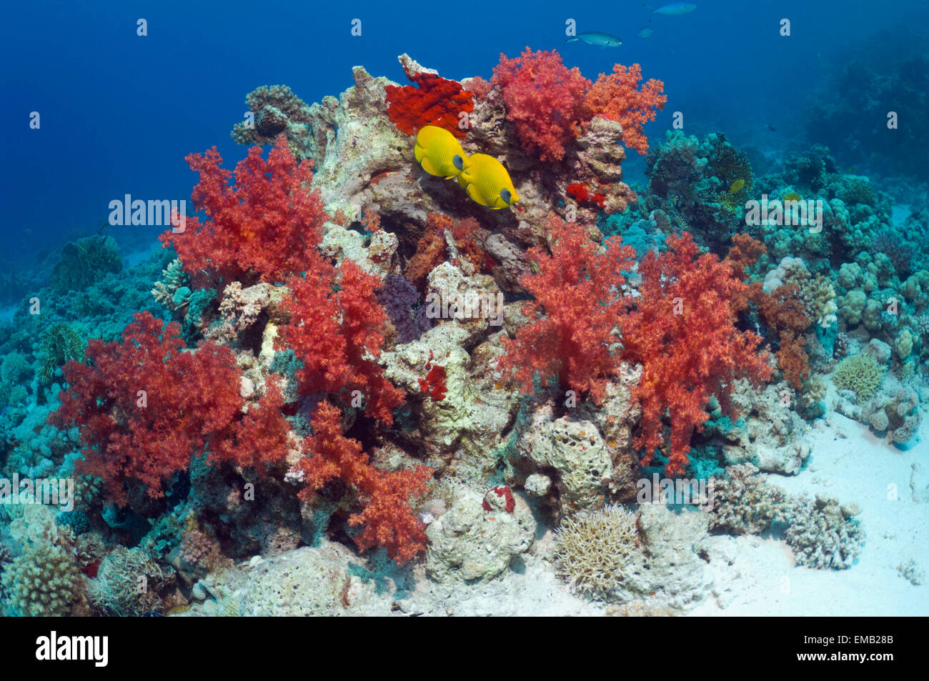 Golden butterflyfish (Chaetodon semilarvatus) with soft corals (Dendronephthya sp) on coral reef.  Egypt, Red Sea. Stock Photo