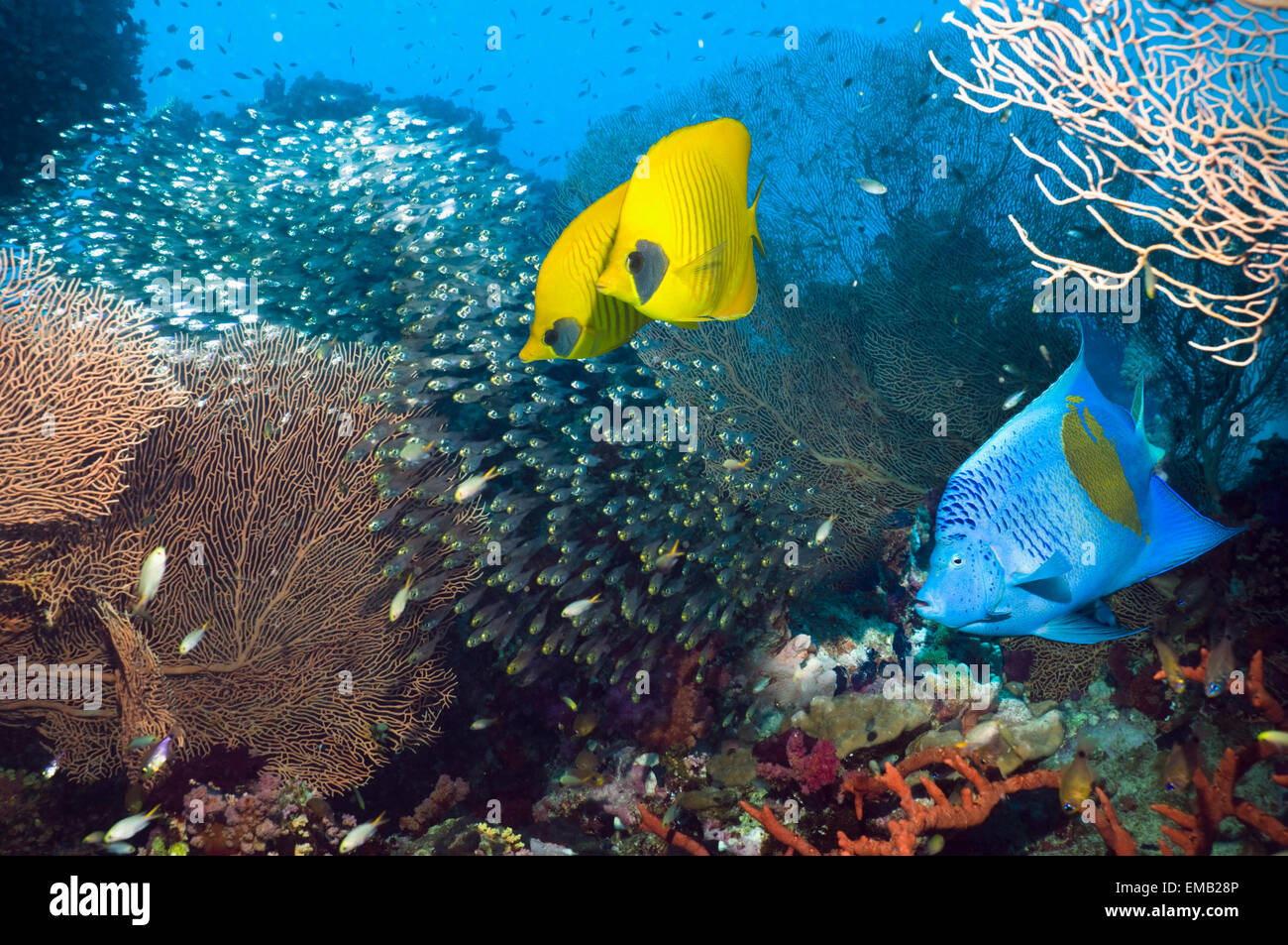 Coral reef scenery with a pair of Golden butterflyfish a Yellowbar or Arbian angelfish and Pygmy sweepers. Stock Photo