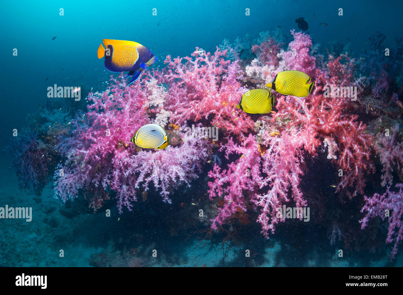 Coral reef scenery with a pair of Latticed butterflyfish (Chaetodon rafflesi), a Blue-girdled angelfish (Pomacanthus navarchus) Stock Photo