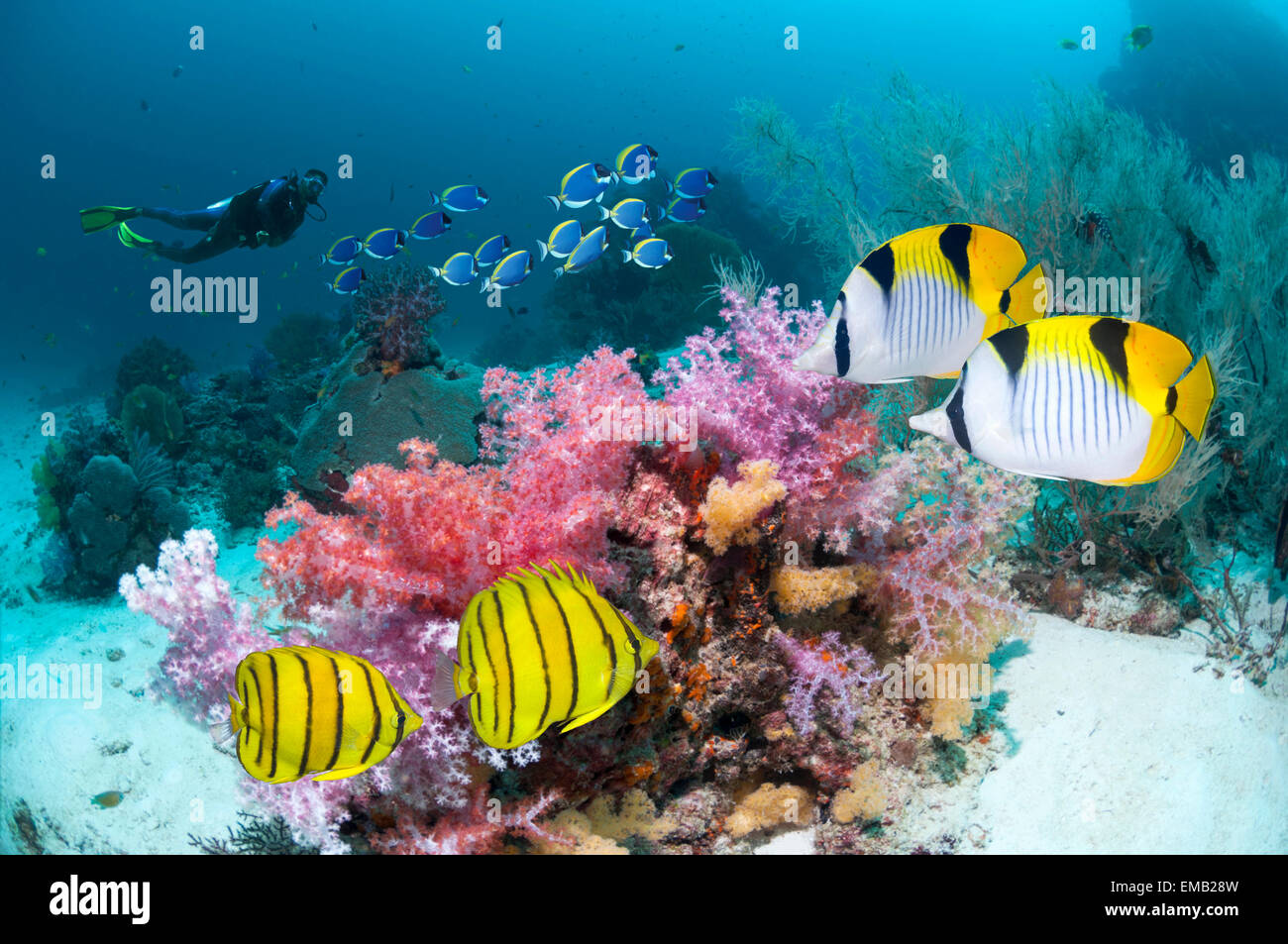 Coral reef scenery with Butterflyfish a school of Powderblue surgeonfish and a male scuba diver  Indonesia Stock Photo