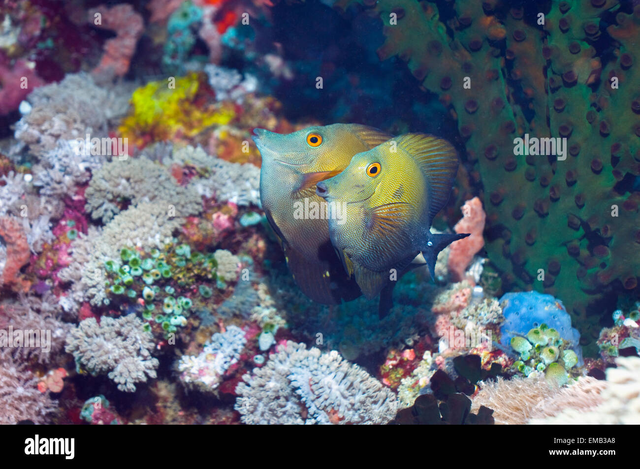 Brushtail tang or surgeonfish (Zebrasoma scopas).  Philippines, Indo-Pacific. Stock Photo