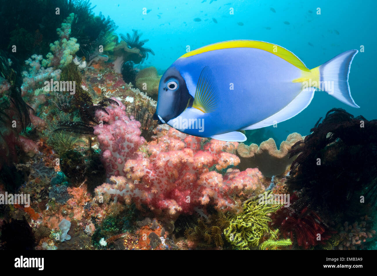 Powder-blue surgeonfish (Acanthurus leucosternon) swimming past soft corals.  Indonesia. Stock Photo