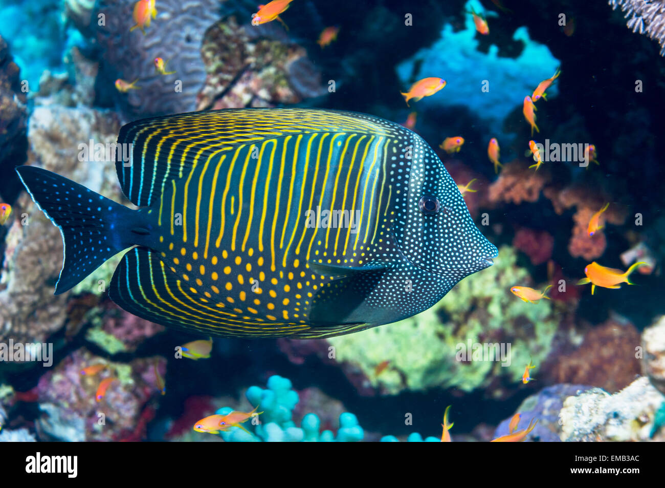 Red Sea sailfin tang or Desjardin's sailfin tang (Zebrasoma desjardinii).  Egypt, Red Sea. Stock Photo