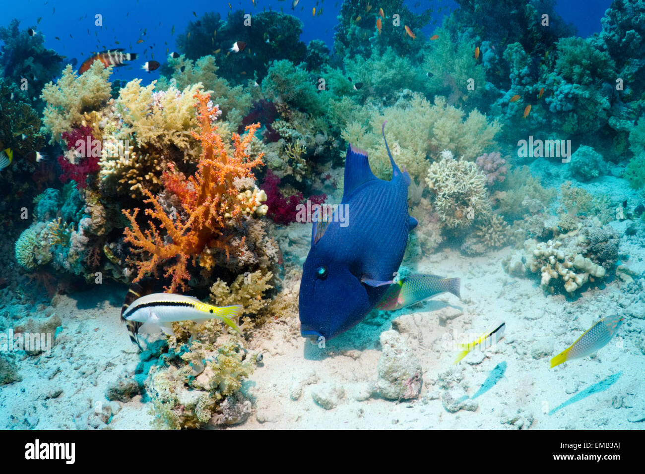 Blue triggerfish (Pseudobalistes fuscus) guarding egg mass in large 'nest'.  Egypt,  Red  Sea. Stock Photo