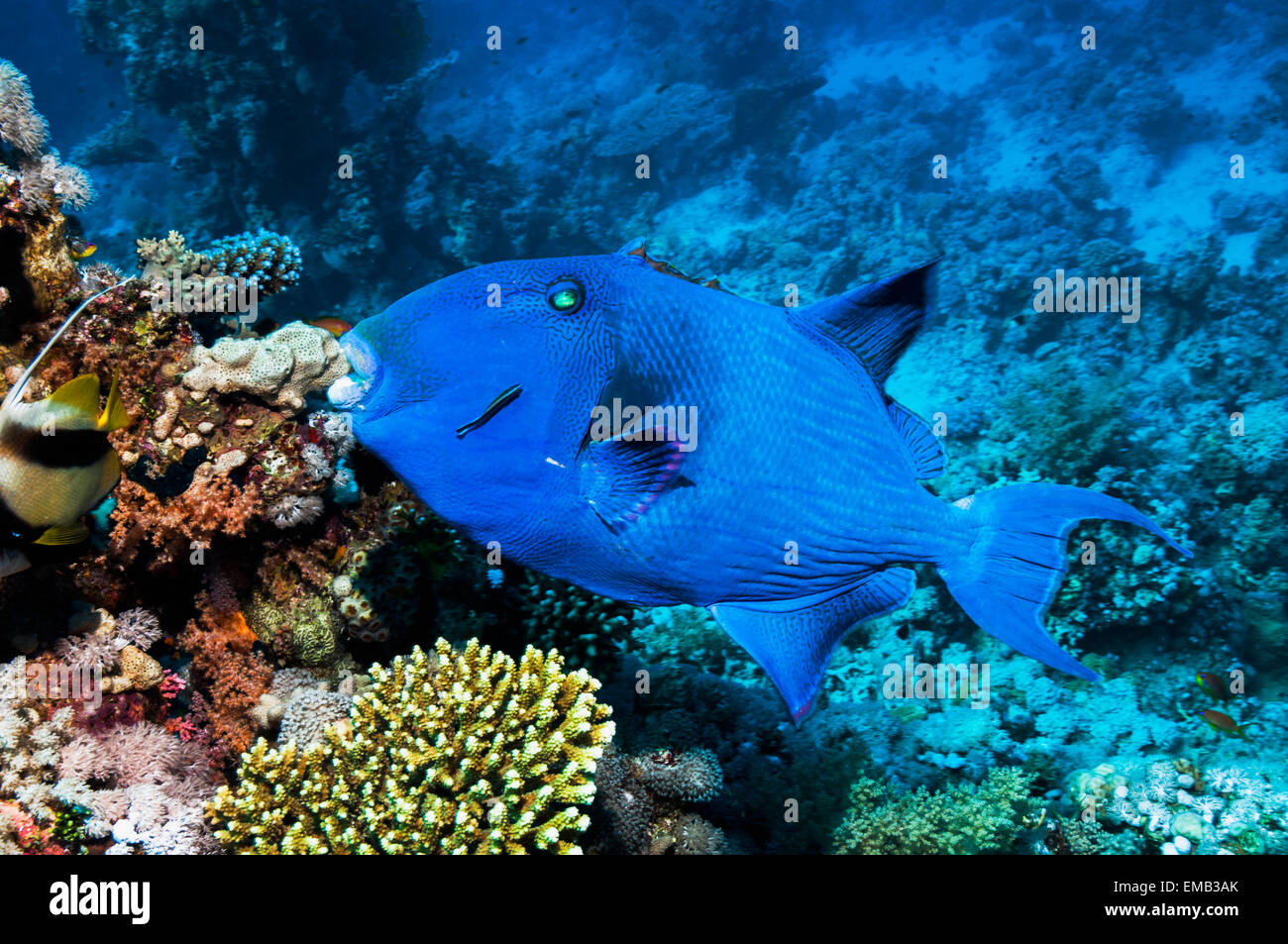 Blue triggerfish (Pseudobalistes fuscus) with a Bluestreak cleaner wrasse (Labroides dimdiatus).  Egypt, Red Sea. Stock Photo