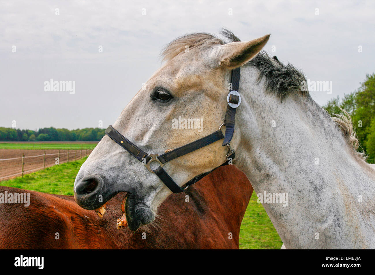 White horse and back of brown horse Stock Photo