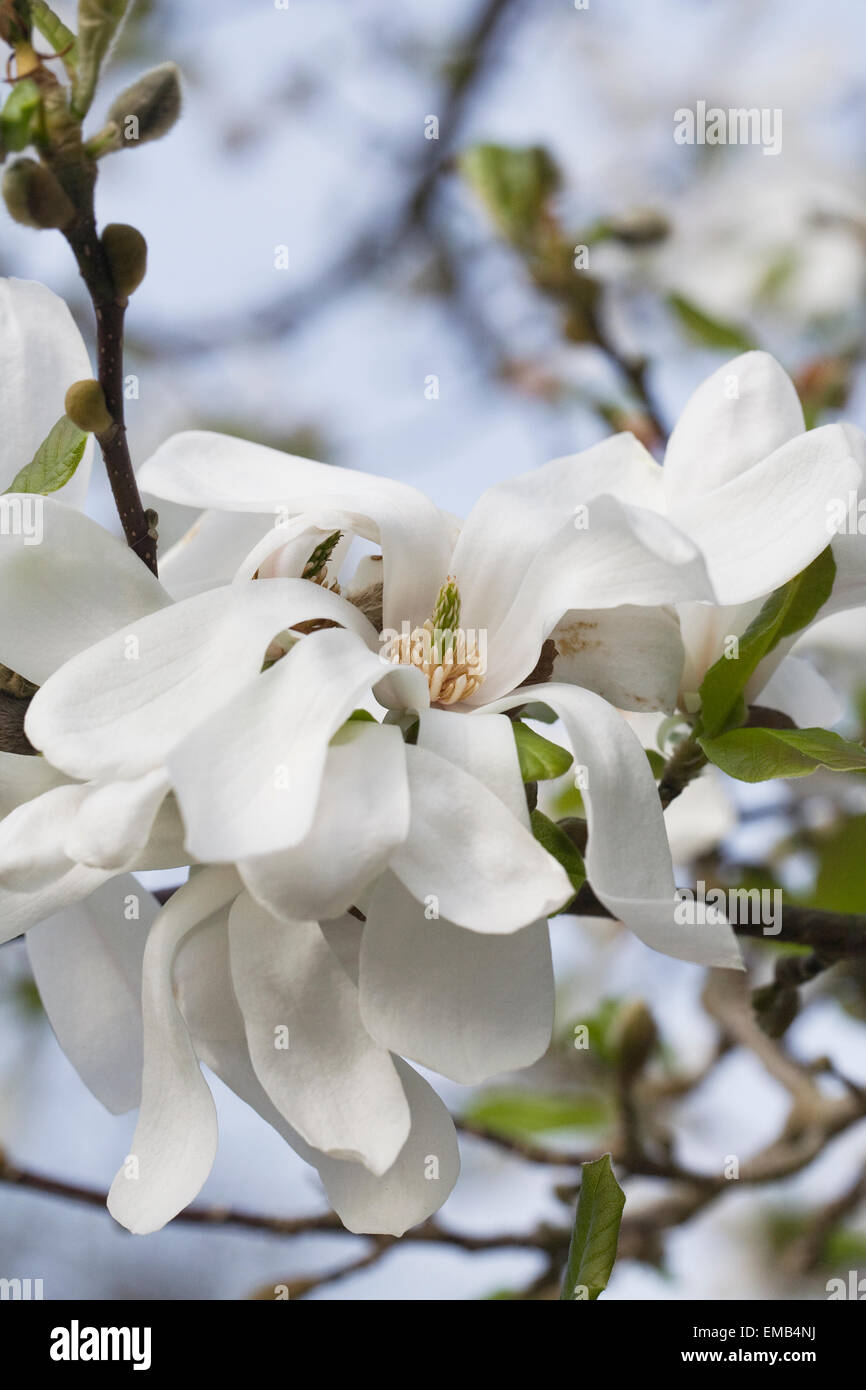 Magnolia loebneri 'Merrill' flowers. Stock Photo