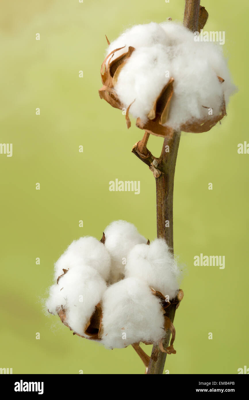 Natural stem of cotton flowers producing raw cotton for textile