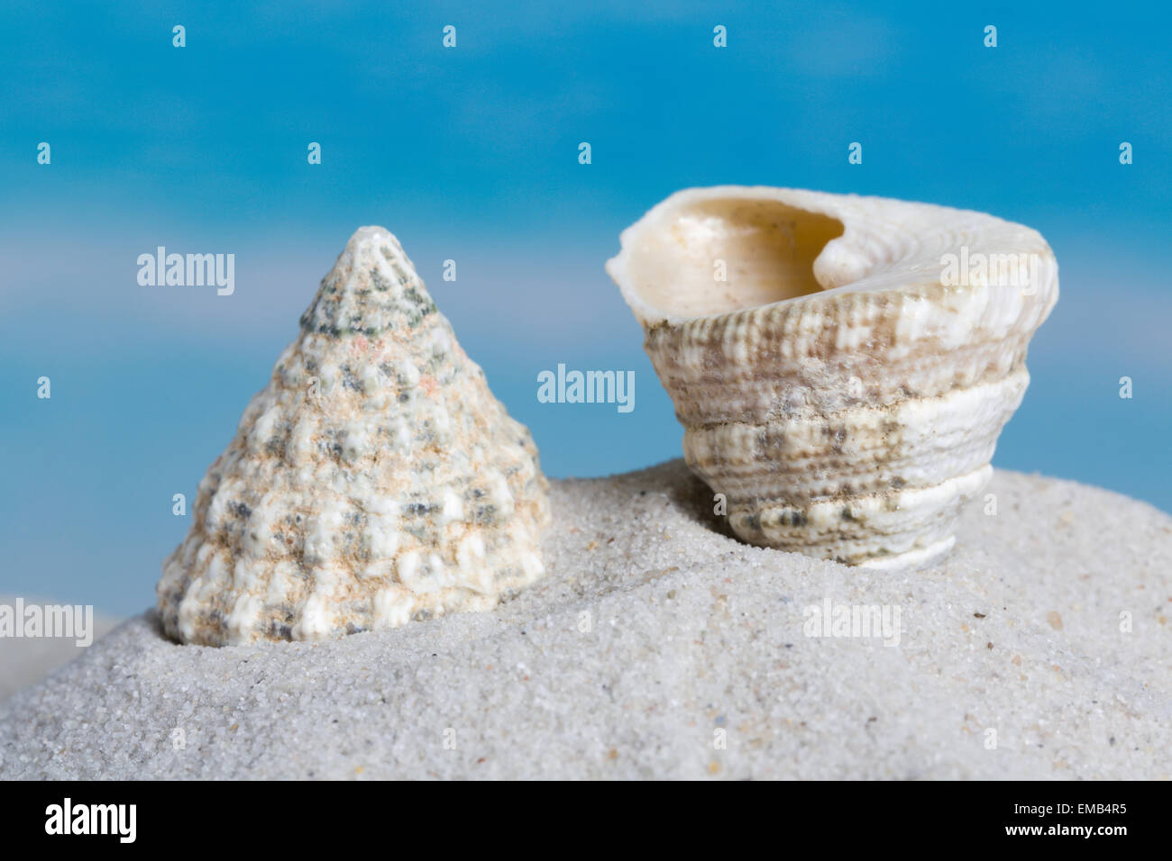 Trochus maculatus seashell lying on a sandy beach Stock Photo