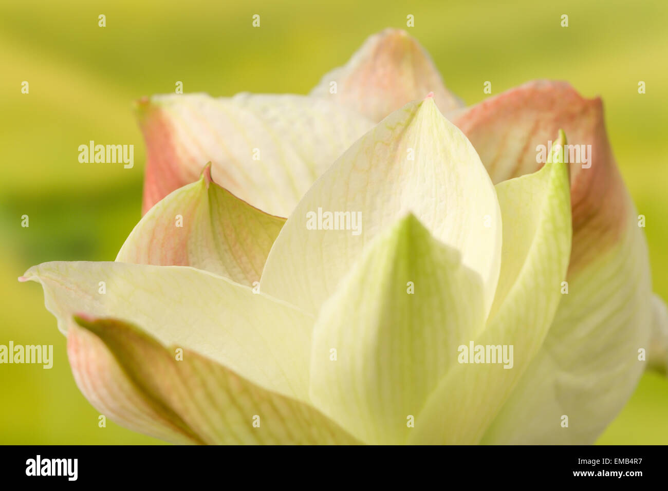 Soft focus image of pastel colored pink amarylis flowers Stock Photo