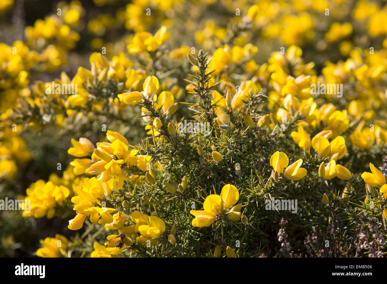 Bright yellow common gorse flowers Stock Photo Alamy