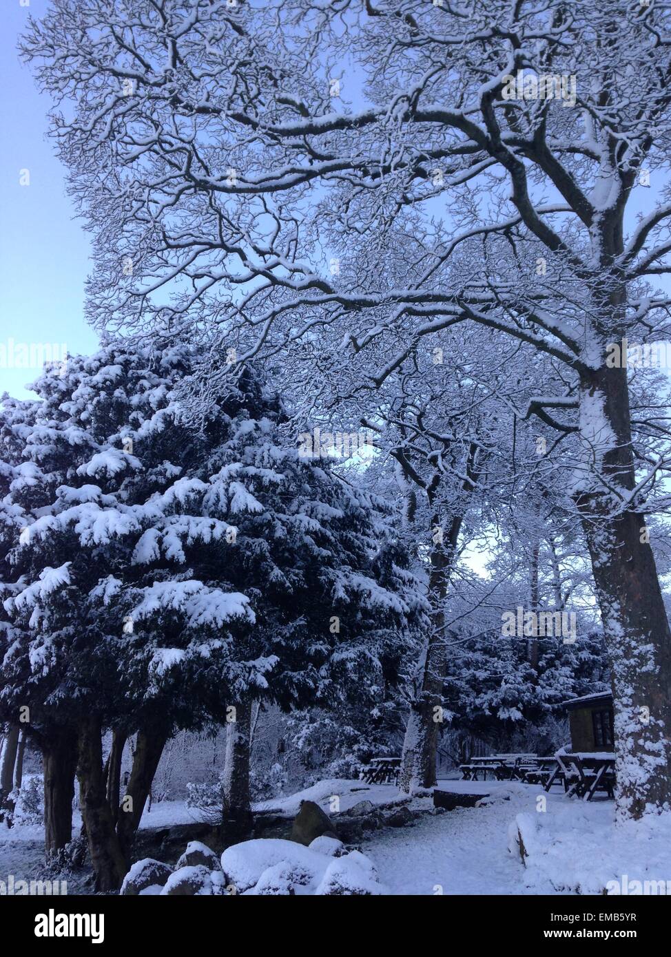 Trees in Longshaw Estate in the winter Stock Photo - Alamy