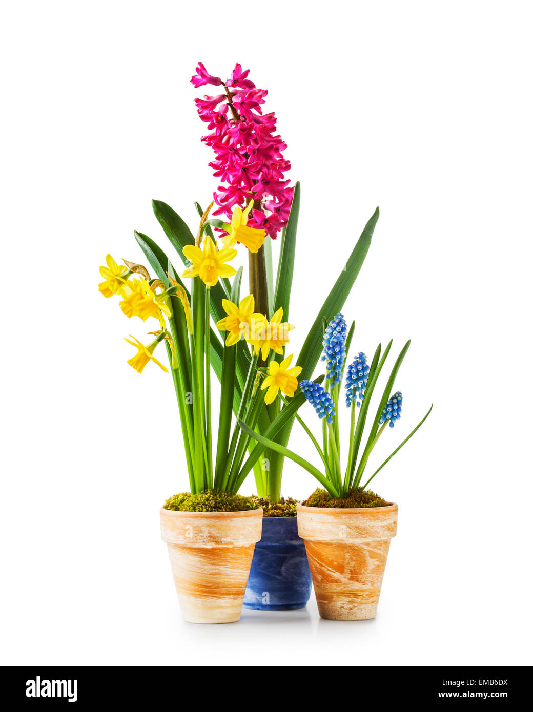 Spring flowers. Flowerpots with daffodil, hyacinth, muscari isolated on ...