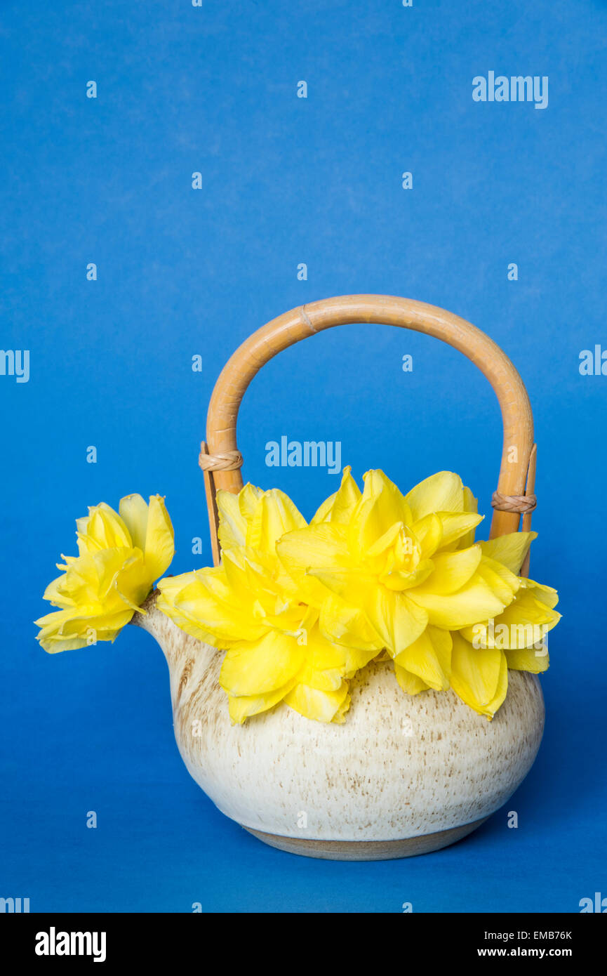 Double Daffodil flowers in a Cottage Tea Pot Easter-time Presentation Stock Photo