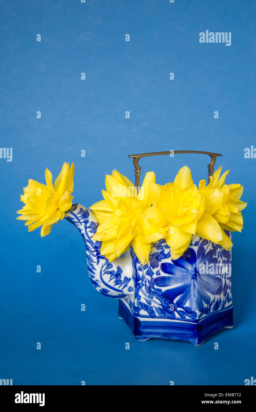 Double Daffodil flowers in Chinese Tea Pot   Presentation Stock Photo