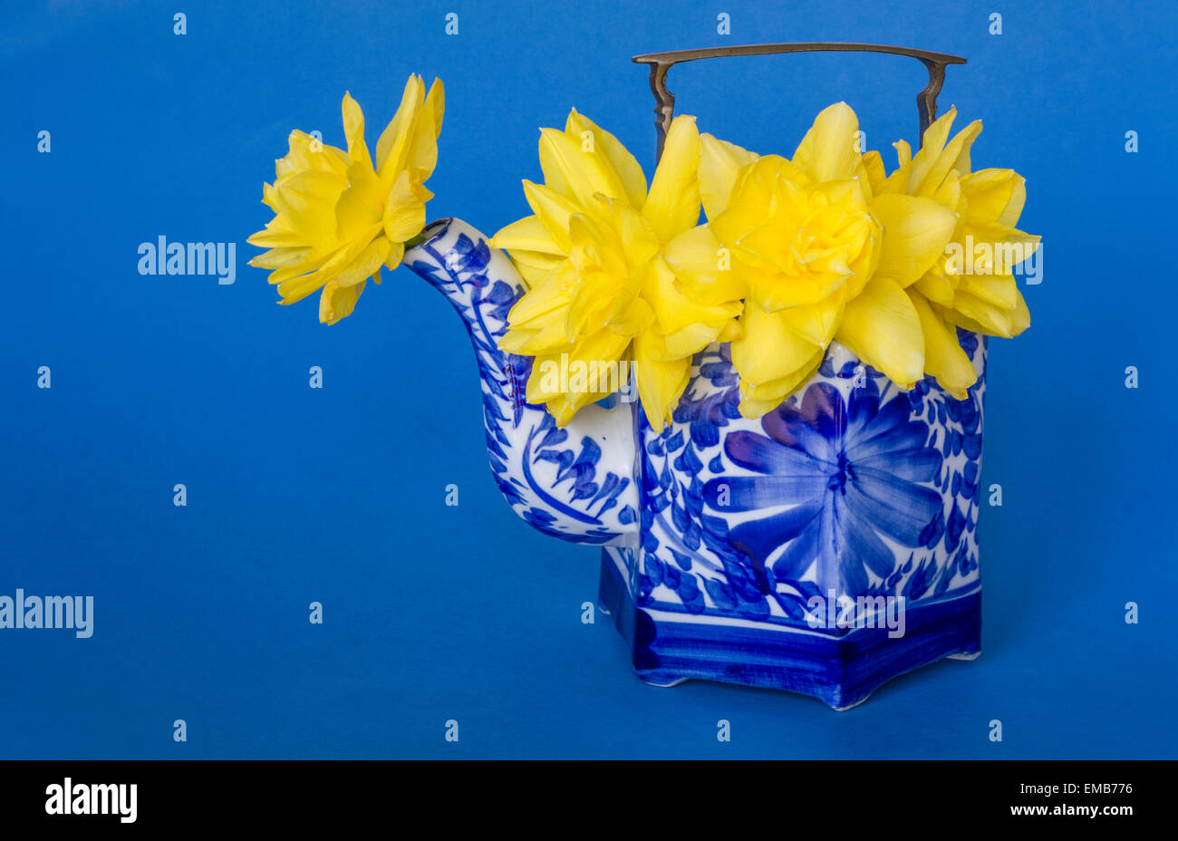 Double Daffodil flowers in Chinese Tea Pot   Presentation Stock Photo