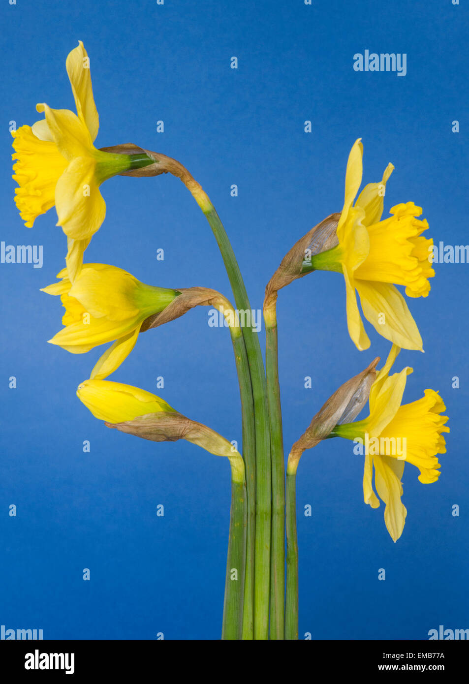 Daffodils in Presentation Stock Photo Alamy