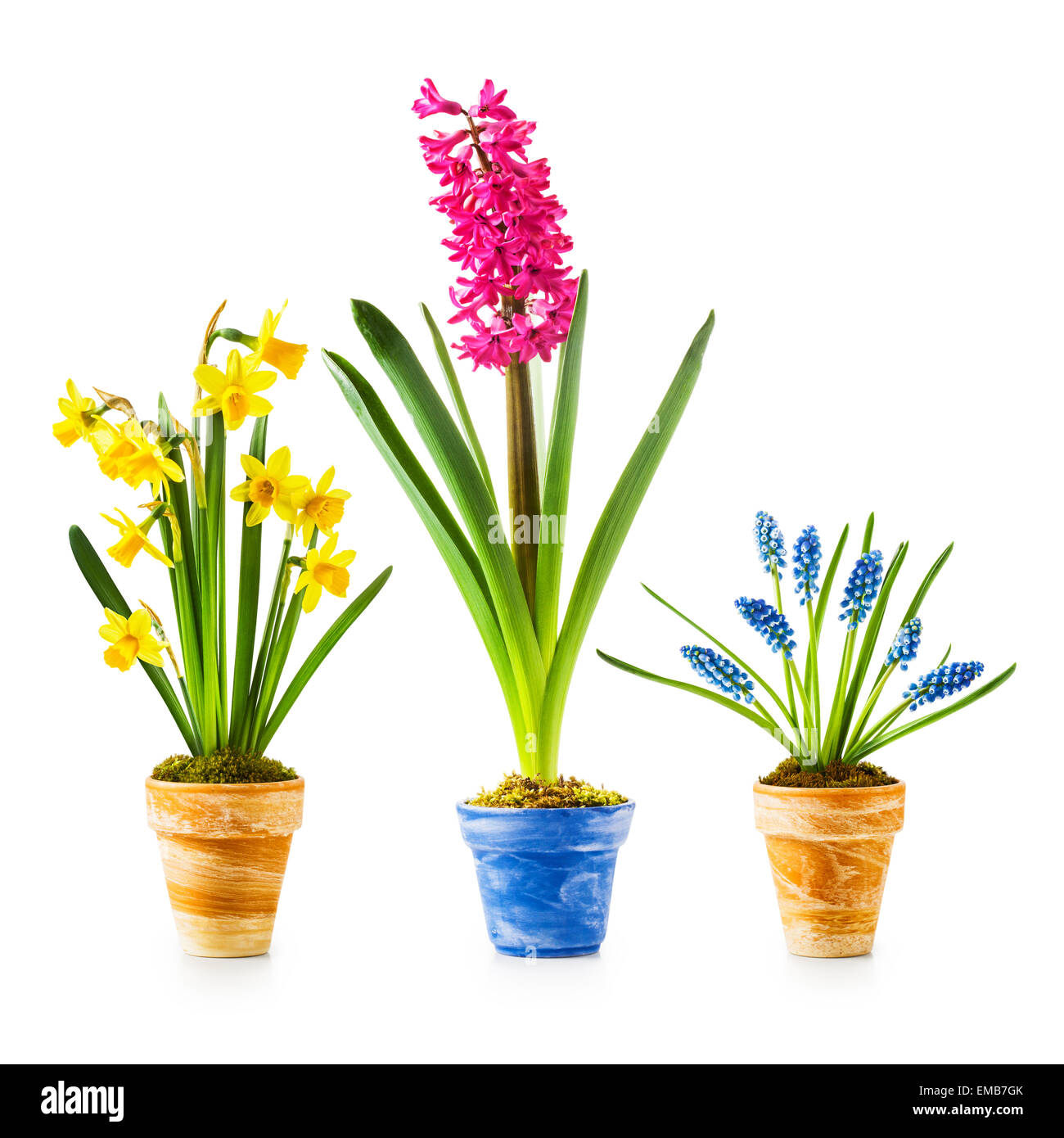 Spring flowers. Flowerpots with daffodil, hyacinth, muscari collection ...