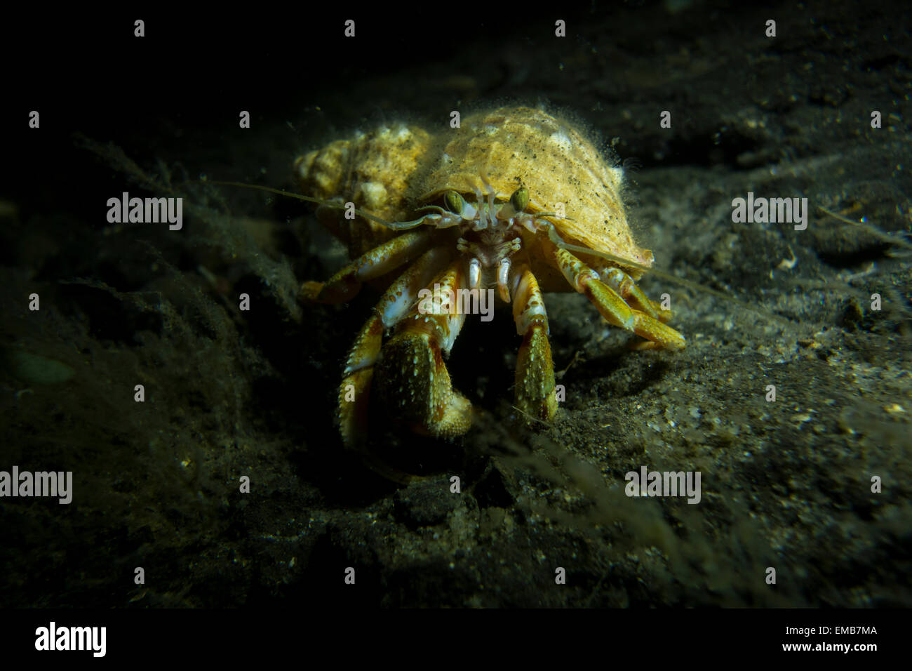 Common Northern Hermit Crab, Pagurus bernhardus, from the North Sea at Lillebaelt, Kongeborgaarden, Denmark. Stock Photo