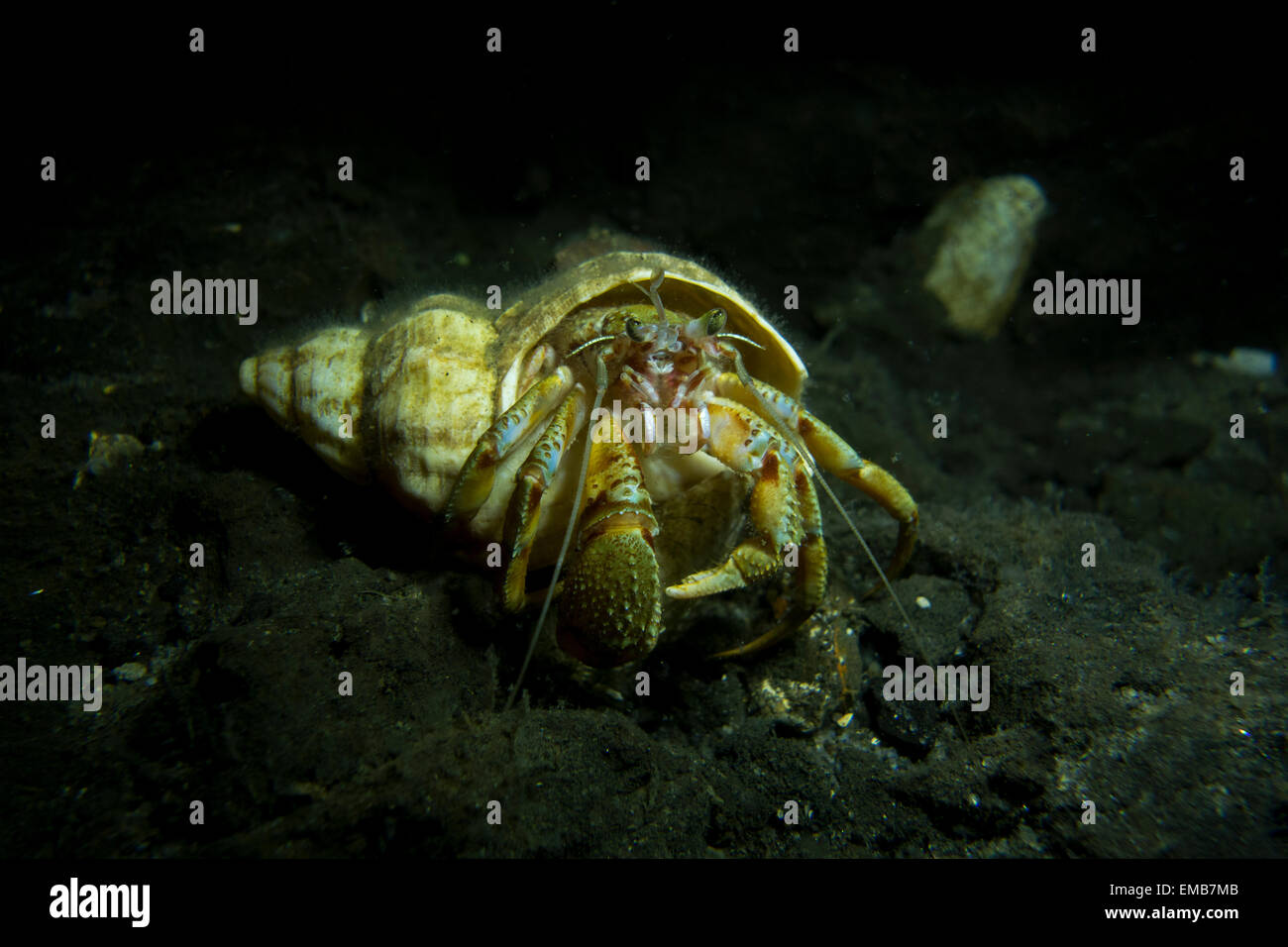 Common Northern Hermit Crab, Pagurus bernhardus, from the North Sea at Lillebaelt, Kongeborgaarden, Denmark. Stock Photo
