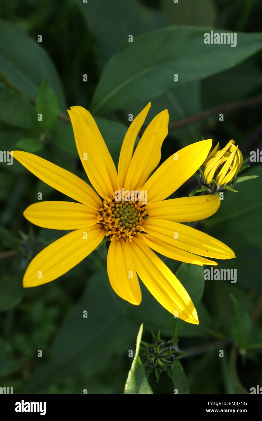 Jerusalem artichoke flower hires stock photography and images Alamy