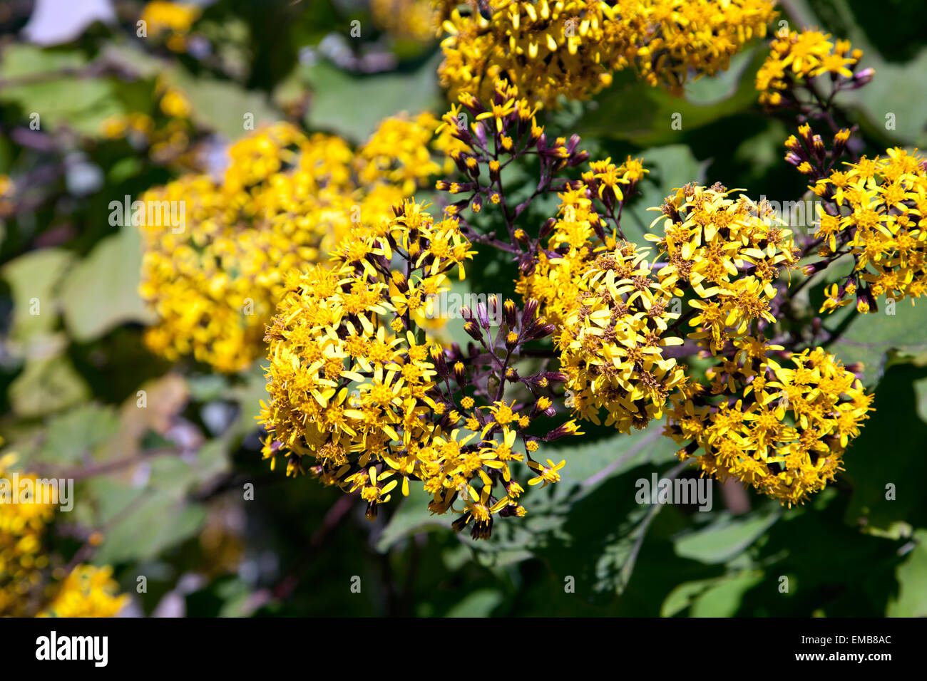 Senecio Petasitis, Yellow Flowers in Bloom at Monserrate in Sintra, Portugal Stock Photo
